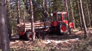 gallring körning med ödbjörn