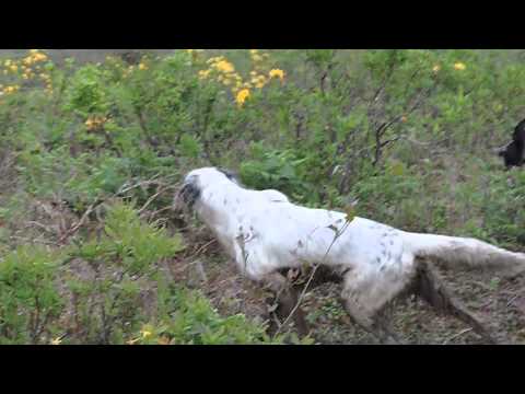 პერი და როქსი