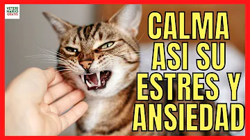 ¿Qué desencadena la ansiedad en los gatos?