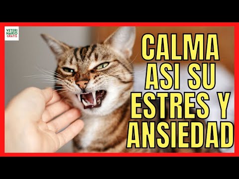 Video: Cómo reducir la ansiedad y el estrés de tu gato