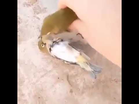 لم يتحمل فقدان أعز أحبائه فكان أول اللاحقين به