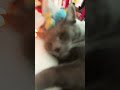 Idk #cat #funny #idk