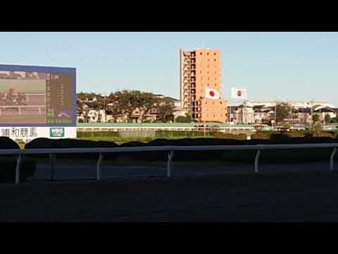 #タービランス 号🐴  #笹川翼騎手 #勝利 🏆🏅👍💕 #埼玉新聞栄冠賞 #浦和競馬 #レース  動画😃  #2021年10月20日 #撮影