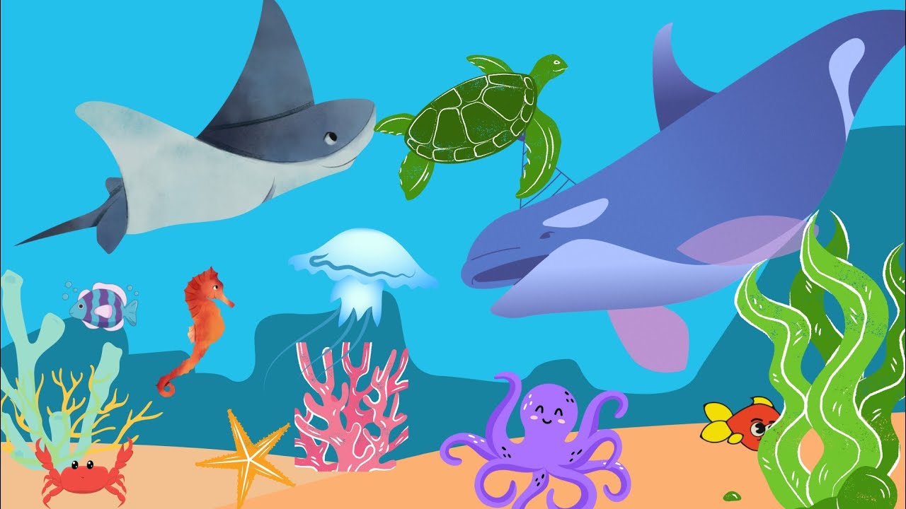 Sea Animals YouTube