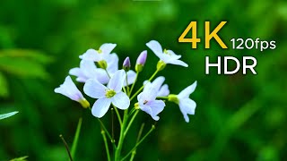 : Soothing Symphony: Relaxing Music for Sleep, Meditation, and Stress Relief  #4k