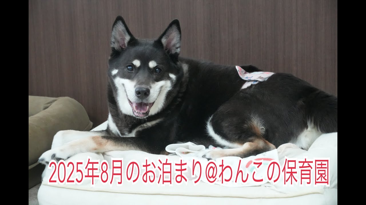 8匹わんこの大家族 わんこ家族 8g×6個 チュチュドットコム | イオンスタイル