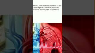 South Korea study: huge rise in myocarditis and other risks after mRNA vaccines