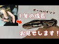 【閲覧注意】ヘビは１年でここまで成長します。