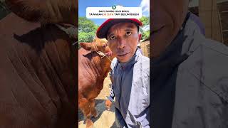 SAPI JUMBO HAJI BOCIL TAWARAN 36 JUTA🔥TAPI BELUM BOLEH #seru #heboh #review #sapi #fyp #viral