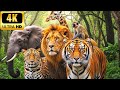 Wild Africa 4K: Lions of the Golden Plains  Cinematic Safari Documentary  Nature Ambience