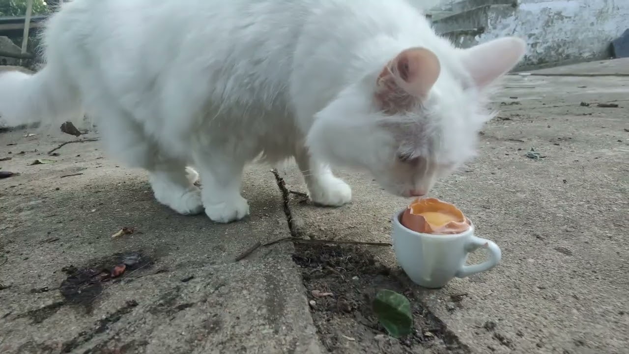 PLUME A 13 ANS !! 130 SAVEURS #5 (menu de la campagne)