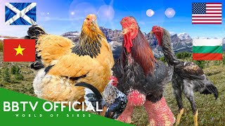 Chicken Breeds From Different Countries | BBTV Official | Wildlife Documentary