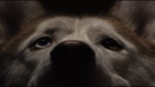 ALPHA-ALFA