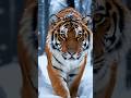 These Arctic Hunters Don't Miss #wildlife #hunting #survival