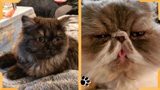 Funny Cat Video | Persian Cat and Kitten Compilation | Cats Video 2020