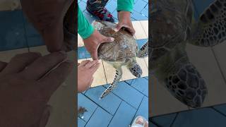 Accidental catch🎣🐢 immediately release this sea turtle🐢❤️ #protectmarinelife #seaturtles