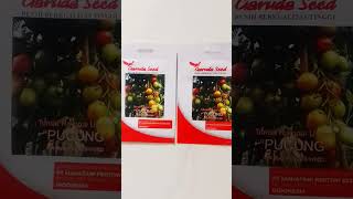 BENIH TOMAT SAYUR GARUDA SEED #shortsvideo #benihtomat #tomatsayur