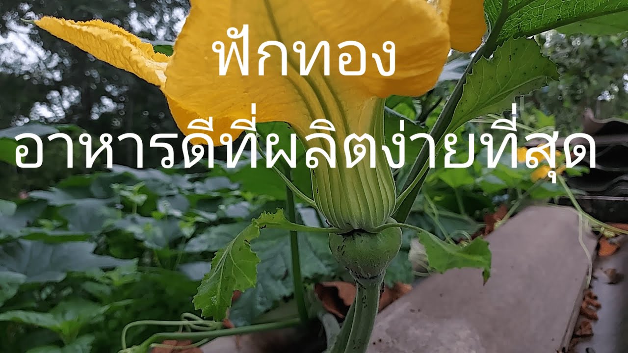 ฟักทอง อาหารดีที่ผลิตง่ายที่สุด