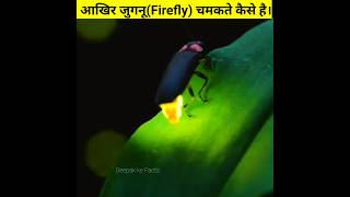 Why Fire Fly Release Light 