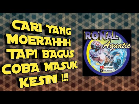 Video KING KAMFA F2 THAILAND , REDKING KAMFA , GENE GB ,... - youtube