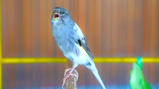 PANCINGAN Kenari GACOR PANJANG Cuit CUIT EMOSI ini AMPUH utk MASTERAN Kenari PAUD belajar BUNYI |401