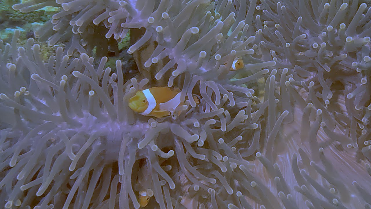 Diving in Dauin, Philippines / with Liquid Dive Shop