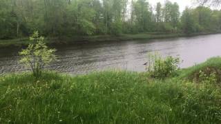 Floodwood - 1