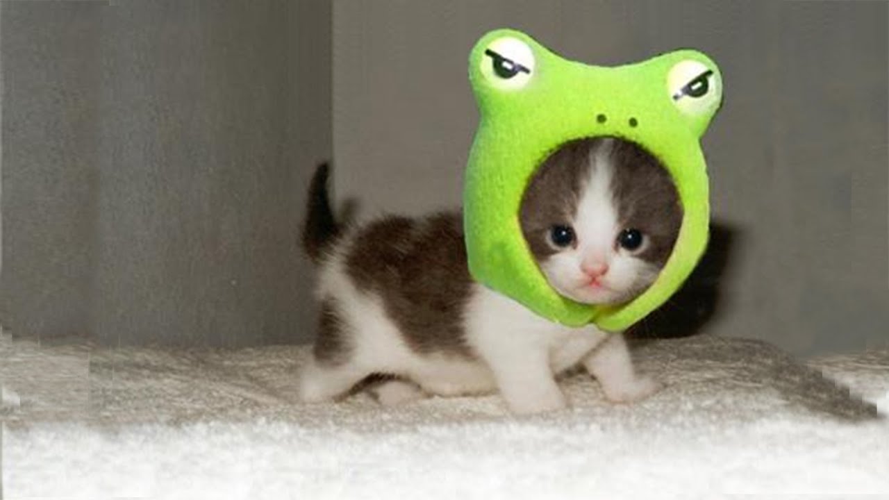 Кот в шапке лягушки. Милые животные картинки. Котик в костюме лягушки. Милые коты в шапочках. Stupid little kitten