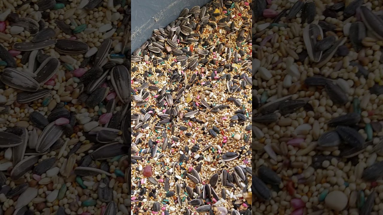 Healthy and rich bird seeds. YouTube