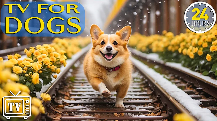 24 Hours of TV for Dogs! The Ultimate Dogs Entertainment and Boredom Busting with Music for Dogs