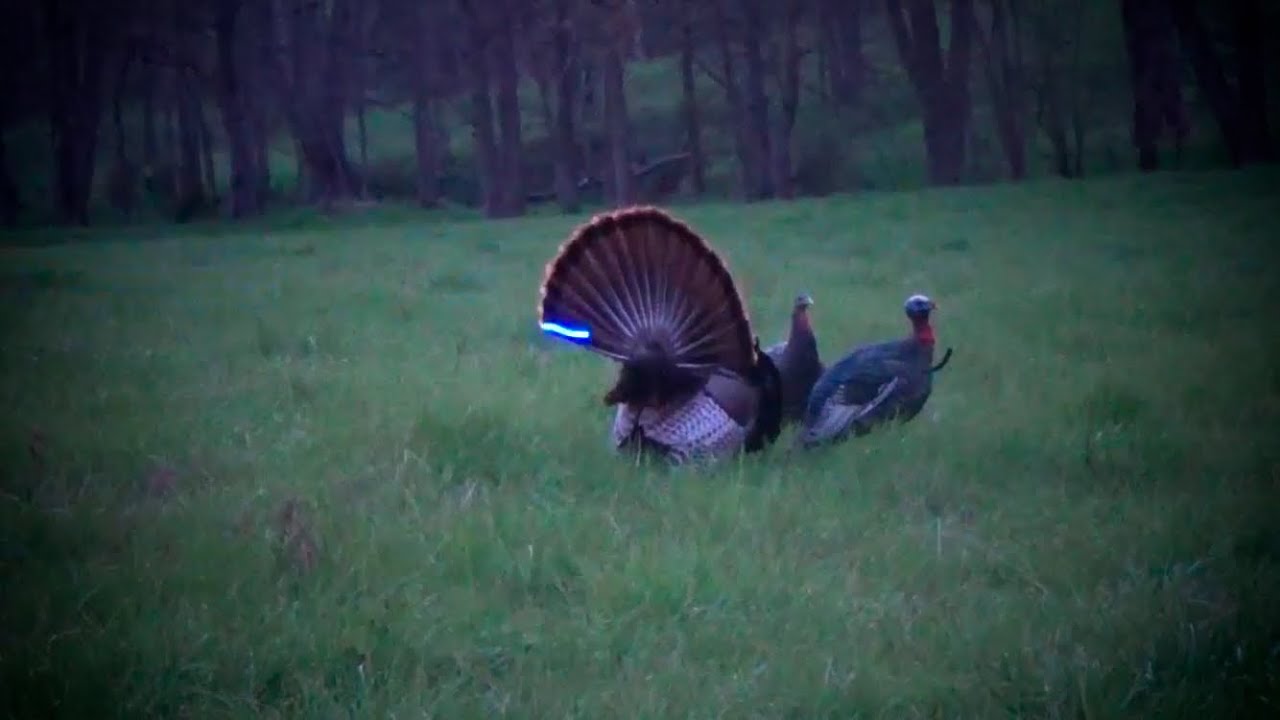 Opening Morning Of 2016 Missouri Turkey Season With A Bow 1 1 2 Hooks opening-morning-of-2016-missouri-turkey-season-with-a-bow-1-1-2-hooks