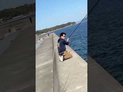 Congratulations!/ヒラメよ～～～！！ #泳がせ釣り #堤防釣り #座布団ヒラメ