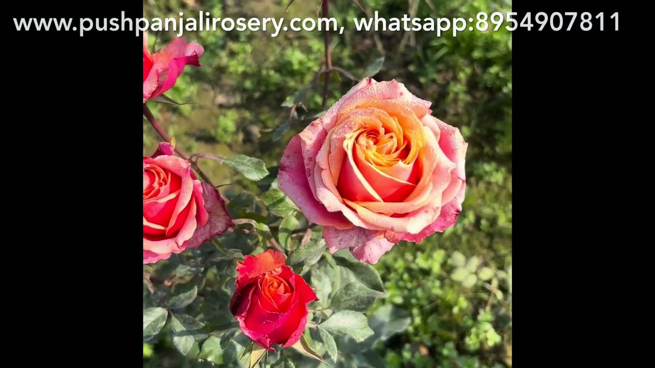 🌹Bumper Flowering | Characteristics of Roses | Motherplants | Pushpanjali Rosery Bareilly