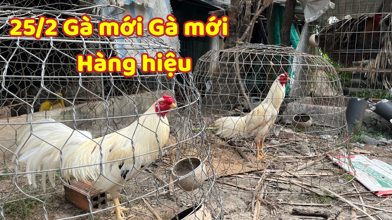 Lên Gà Mới Cho Bà Chị Nghiên Cứu Đem Về Chơi Kiểng Giải Trí 