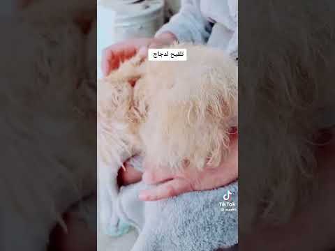 تزاوج الدجاج طريقة كل مثالية ومجربة لا تنسون الايك و الاشتراك بالقنات