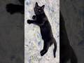 黒猫バロンのむすんでひらいて🐈‍⬛甘えん坊猫動画