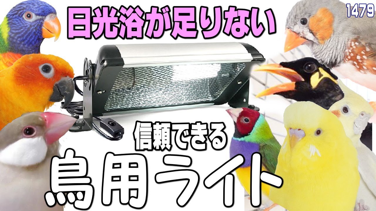 I bought a UVB light for small birds to combat lack of sunlight