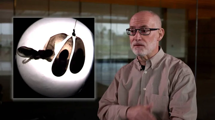 Why the octopus' nervous system makes it such a successful predator?