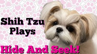 Shih Tzu plays Hide and Seek with Owner