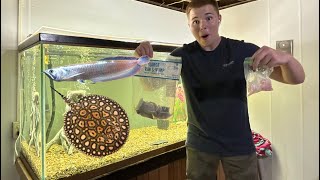 Insane feeding on the 300 gallon predator tank