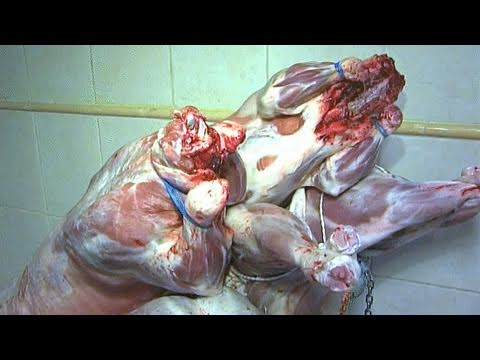 هولندا حظر الذبح على الطريقة الإسلامية واليهودية