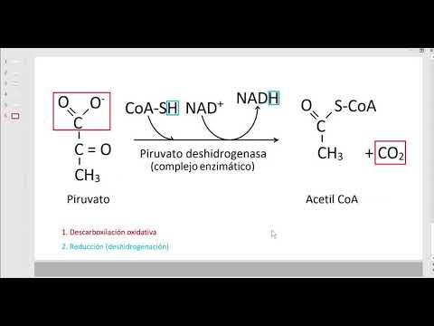 Vídeo: Quins carbonis de la glucosa hi ha a l'acetil CoA?