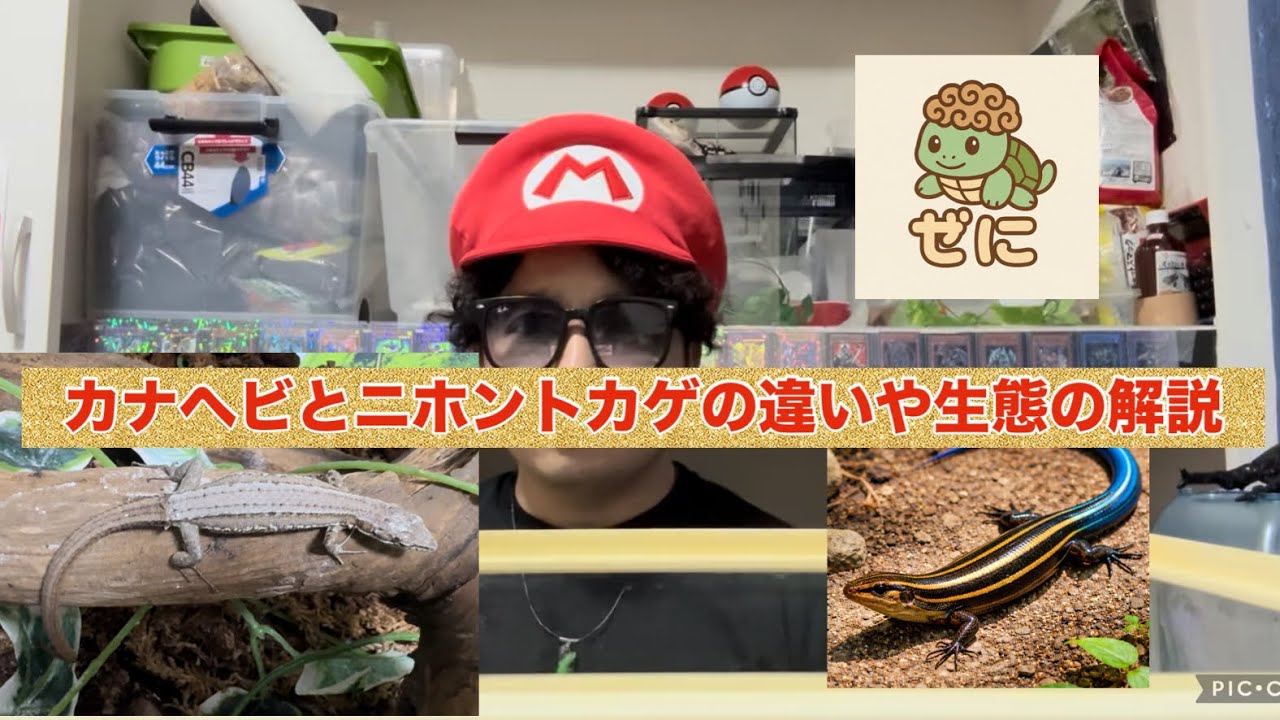 カナヘビとニホントカゲの違いや生態の解説