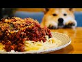濃いミートソース作りと例によってドヤ顔の柴犬ぷんちゃん