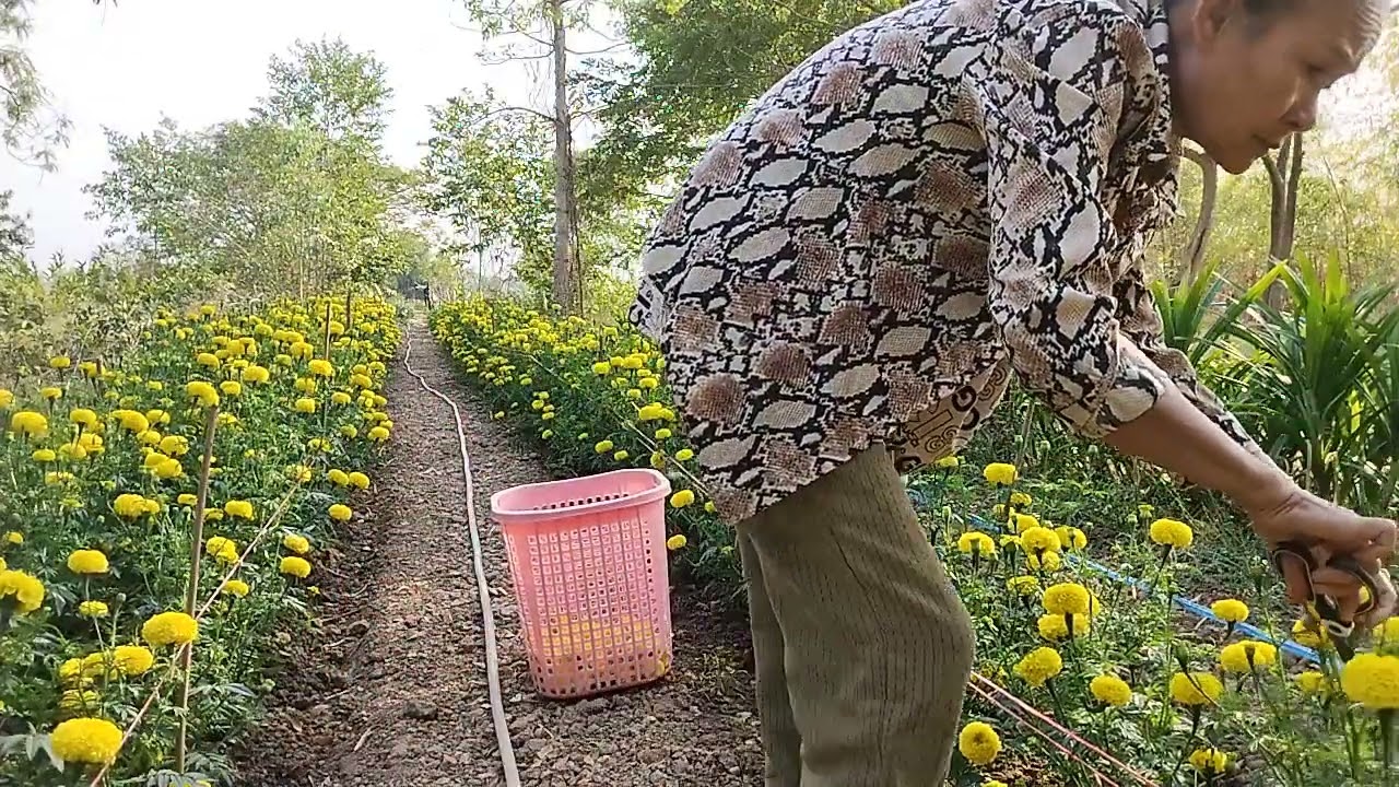 ยายสีมาเก็บดาวเรืองไส่บายศรีสู่ขัวญน้องธิดาลาวจ้า