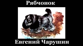 Рябчонок Евгений Чарушин читает Павел Беседин Рябчонок Евгений Чарушин читает Павел Беседин