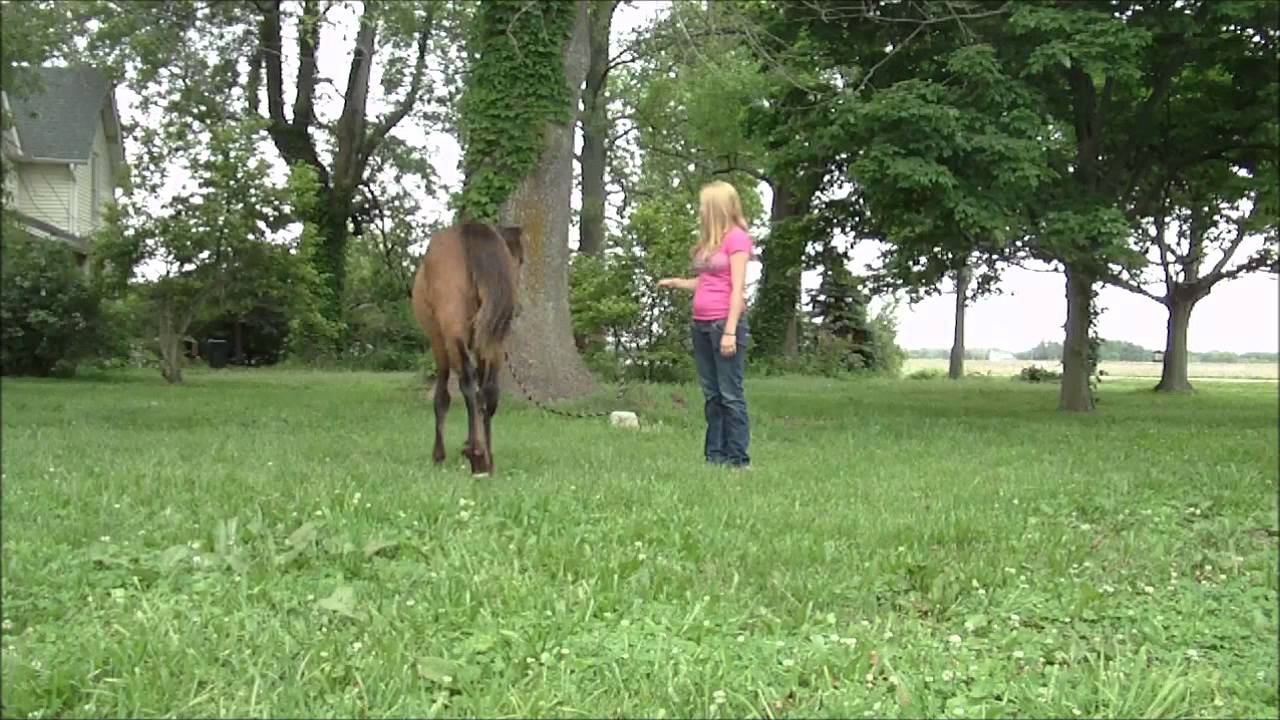 Yearling Horse Training Lunging at a Walk YouTube