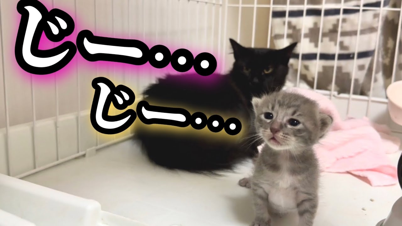 ママ猫と子猫が見つめる先には？ - YouTube