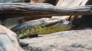 Meet the Green Anaconda
A green anaconda (Eunectes murinus) is the newest arrival at Shedd’s Amazon Rising exhibit and is an impressive sight at 10 feet 7 inches in length. Guests can come face-to-face with the green anaconda, which is considered the one of the largest snakes in the world, during their next visit to the aquarium. The new female anaconda, estimated to be five years old, is anticipated to grow to between 14 and 20 feet. Meet the Green Anaconda