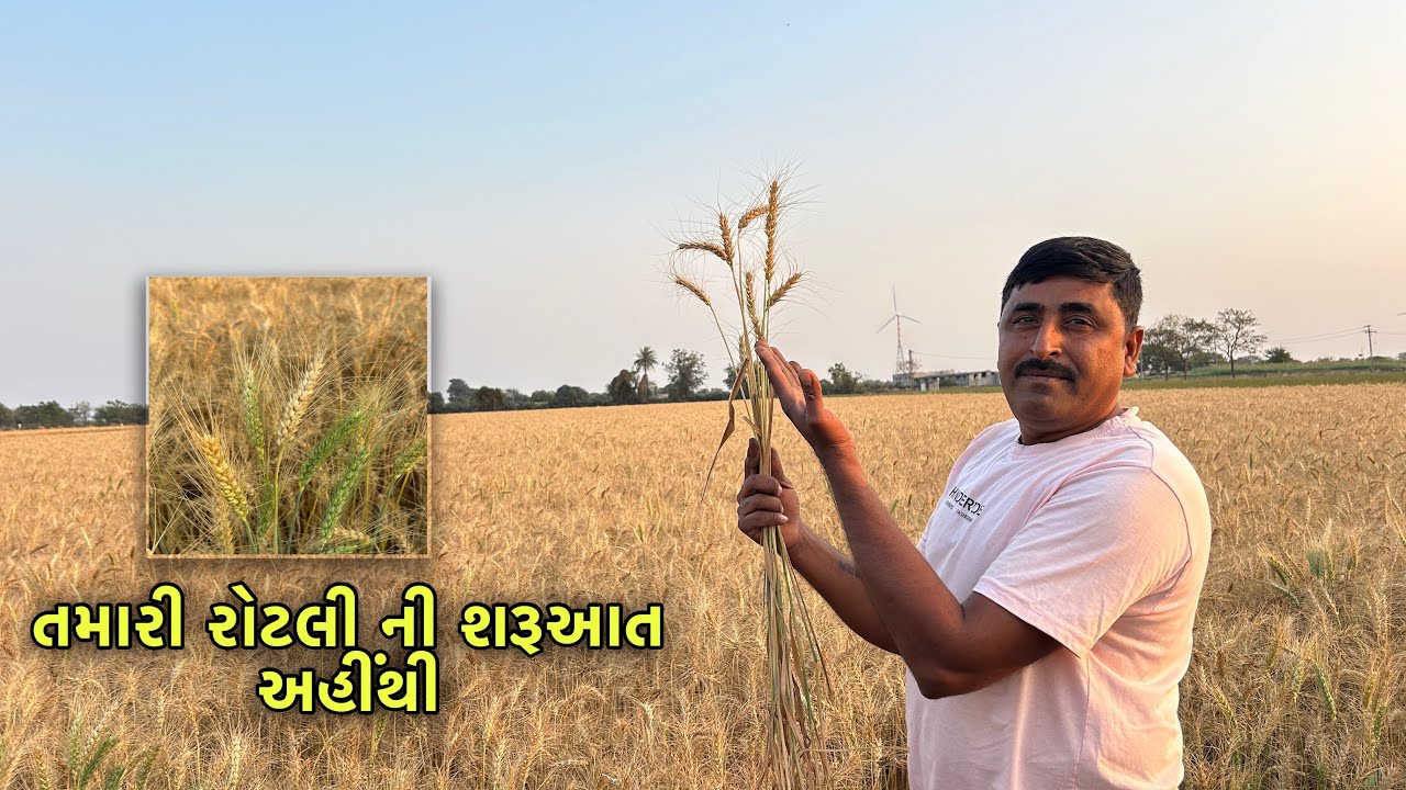 તમારી રોટલી ની શરૂઆત અહીંથી શિયાળુ ઘઉં #ઘઉં #ખેડૂત